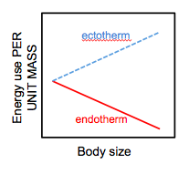 endotherm ectotherm